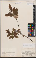 Foto von Salix caprea L. x Salix cinerea L.